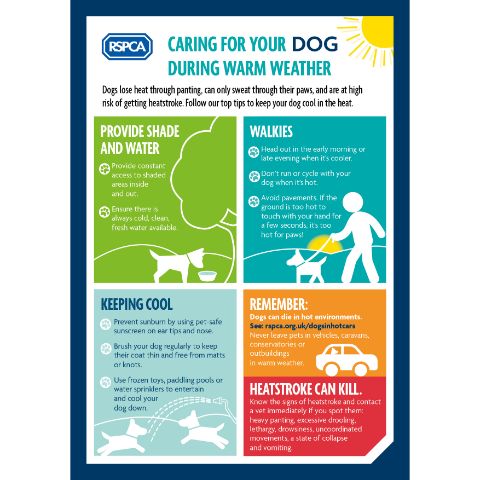 Your best friend can get heatstroke during summer, too.