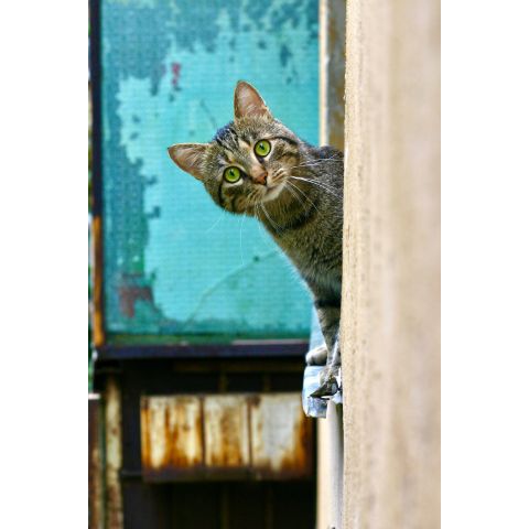 Cat (American Short Hair)