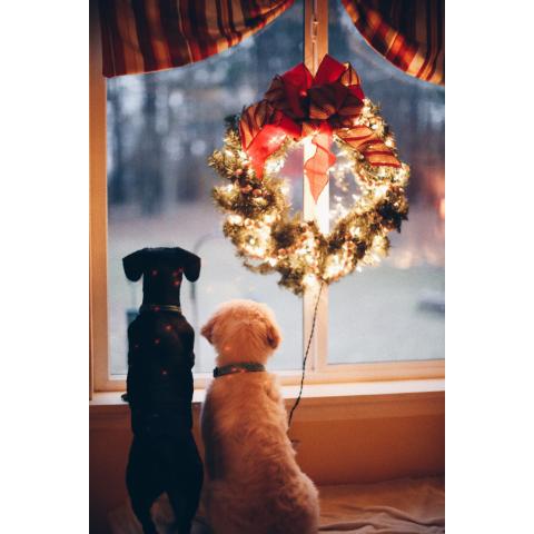 2 dogs looking into a window with a Christmas wreath