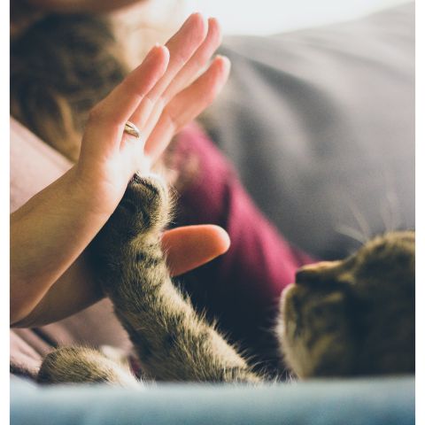 Today is the National Adopt a Shelter Pet Day