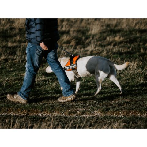 International Guide Dog Day 2022