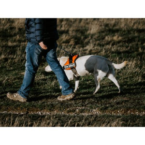 International Guide Dog Day 2022