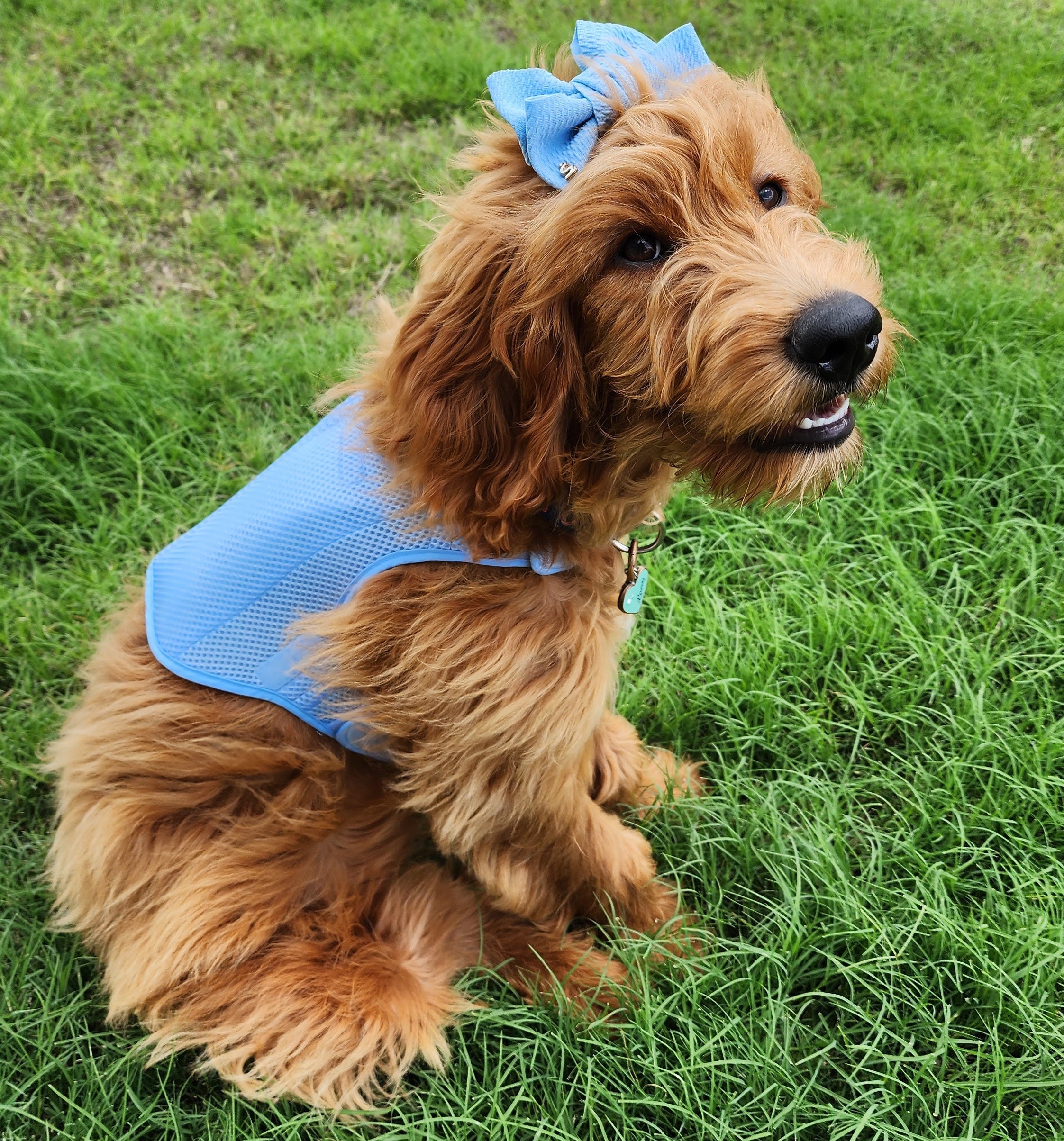 Cooling Comfort Vest for Dogs - Soft, reusable, non-toxic. Heat cramps / heat exhaustion / heatstroke prevention for dogs.