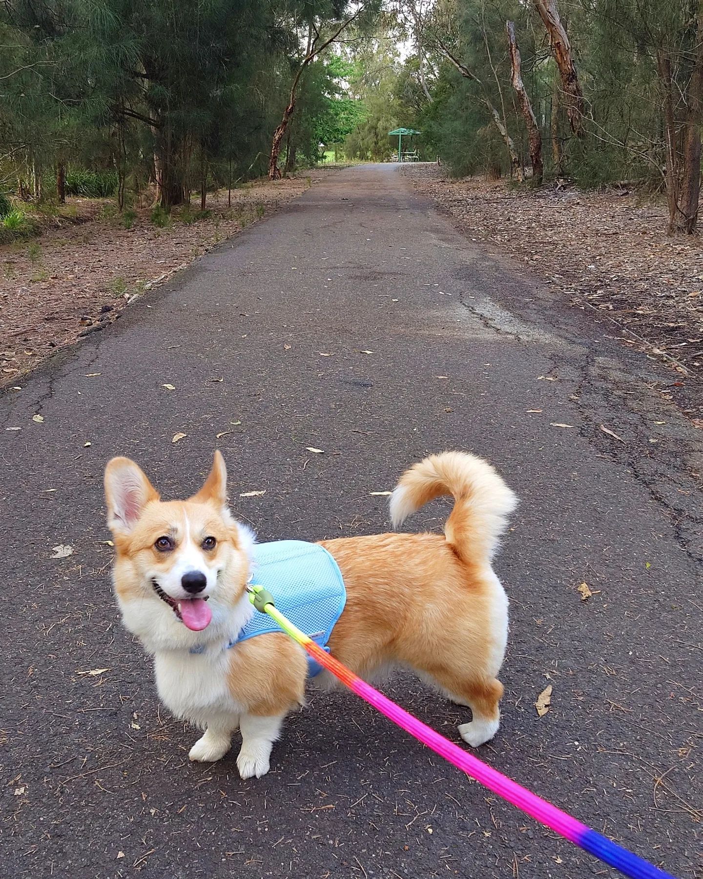 Cool packs for online dogs