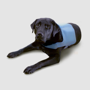 Dog wearing a cooling vest